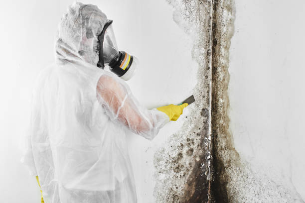 Best Fast Mold Removal  in Berryville, TX