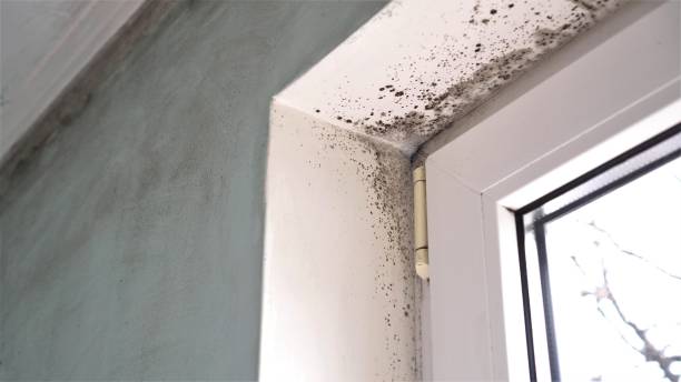 Best Certified Mold Removal  in Berryville, TX