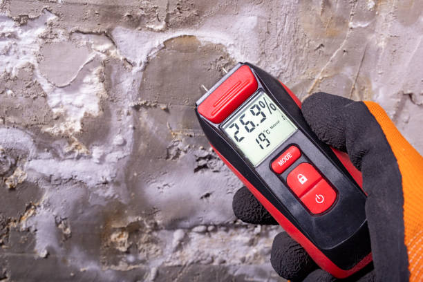Best Affordable Mold Removal  in Berryville, TX