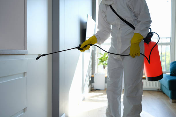 Best Best Mold Removal Companies  in Berryville, TX