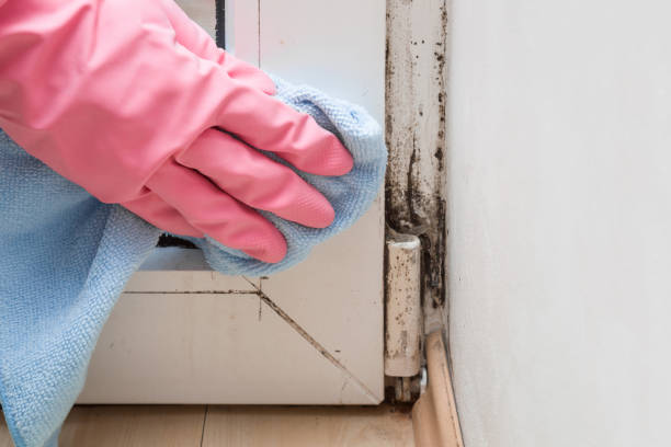 Best Mold Remediation  in Berryville, TX